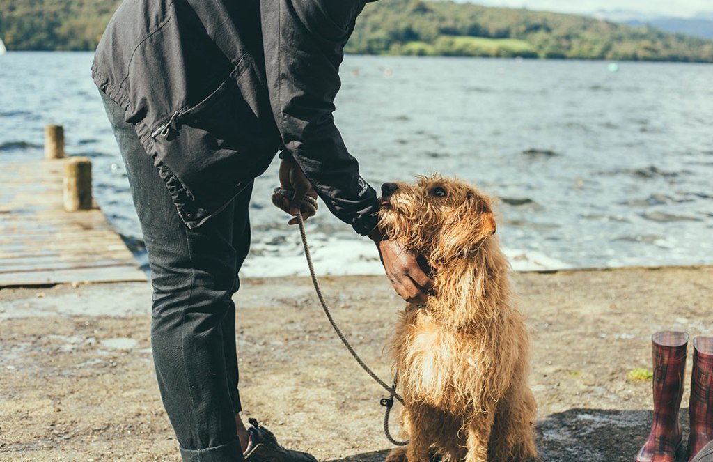 Adopting a dog can benefit your health in more ways than one: Exploring effects on heart disease, blood pressure, self-image and more